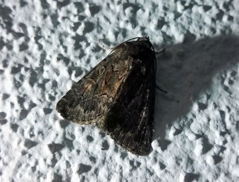 Thalpophila matura (Noctuidae)